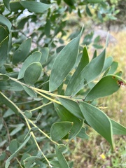 Acacia pubifolia