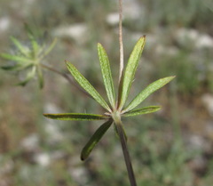 Asperula setosa