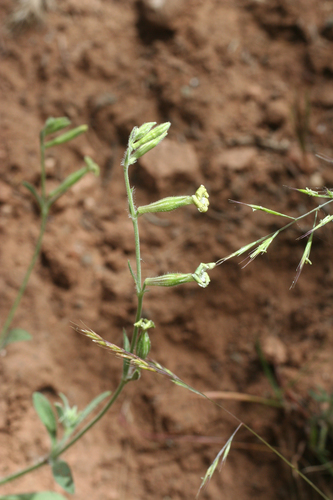 Silene pomelii image