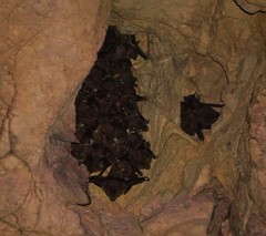 Phyllostomus hastatus