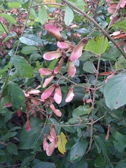 Heteropterys brachiata