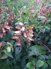 Heteropterys brachiata