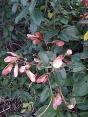 Heteropterys brachiata