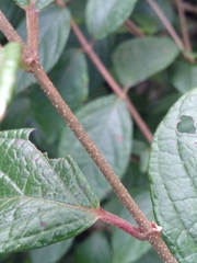 Heteropterys brachiata