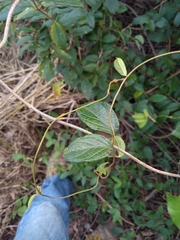 Heteropterys brachiata