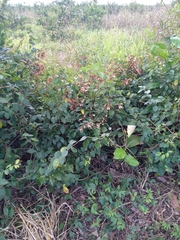 Heteropterys brachiata