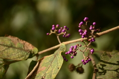 Callicarpa