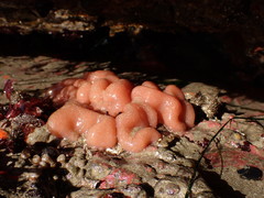 Cystodytes lobatus