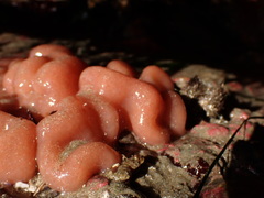 Cystodytes lobatus