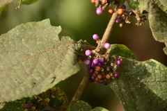 Callicarpa