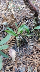 Prosthechea michuacana