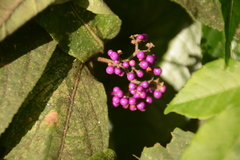 Callicarpa