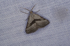 Dichromodes leptozona