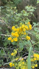 Calceolaria dentata