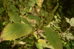 Salvia polystachia
