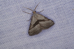 Dichromodes leptozona
