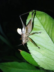 Hexacentrus fuscipes