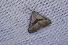 Dichromodes leptozona