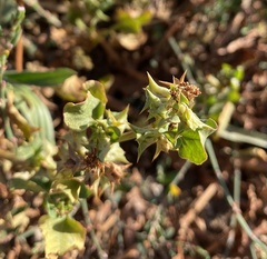 Rumex hypogaeus
