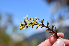 Fernandezia