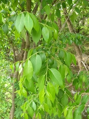 Diospyros virginiana