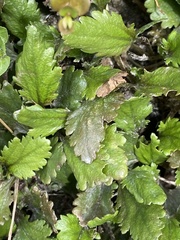 Gunnera dentata