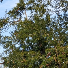 Mimosoideae