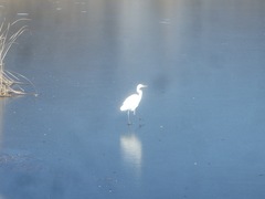 Ardea alba