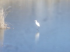 Ardea alba