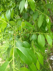 Diospyros virginiana