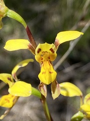 Diuris chrysantha