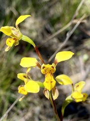 Diuris chrysantha