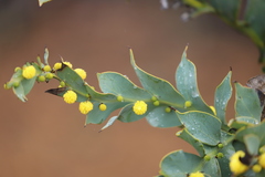 Acacia glaucoptera