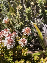 Archeria serpyllifolia