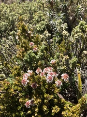 Archeria serpyllifolia