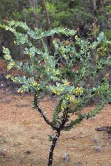 Acacia glaucoptera