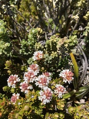 Archeria serpyllifolia