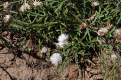 Senecio macrocarpus