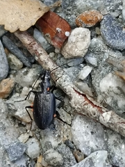 Actenonyx bembidioides