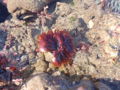 Eudistylia polymorpha