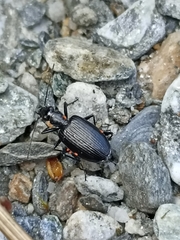 Actenonyx bembidioides