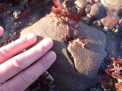 Polycitoridae