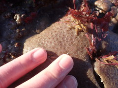 Polycitoridae