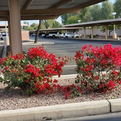 Bougainvillea