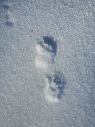 iNaturalist observation photo of Snowshoe Hare