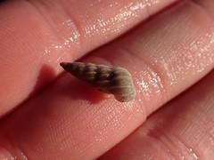 Epitoniidae