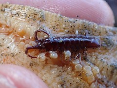 Idotea rufescens