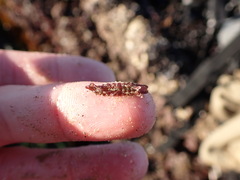 Idotea rufescens