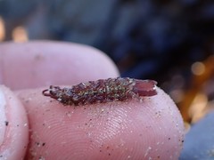 Idotea rufescens