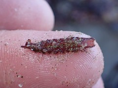 Idotea rufescens